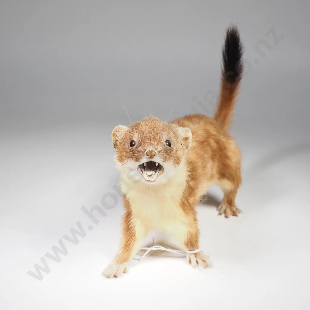 Small Taxidermy Weasel on All Fours Image 1++