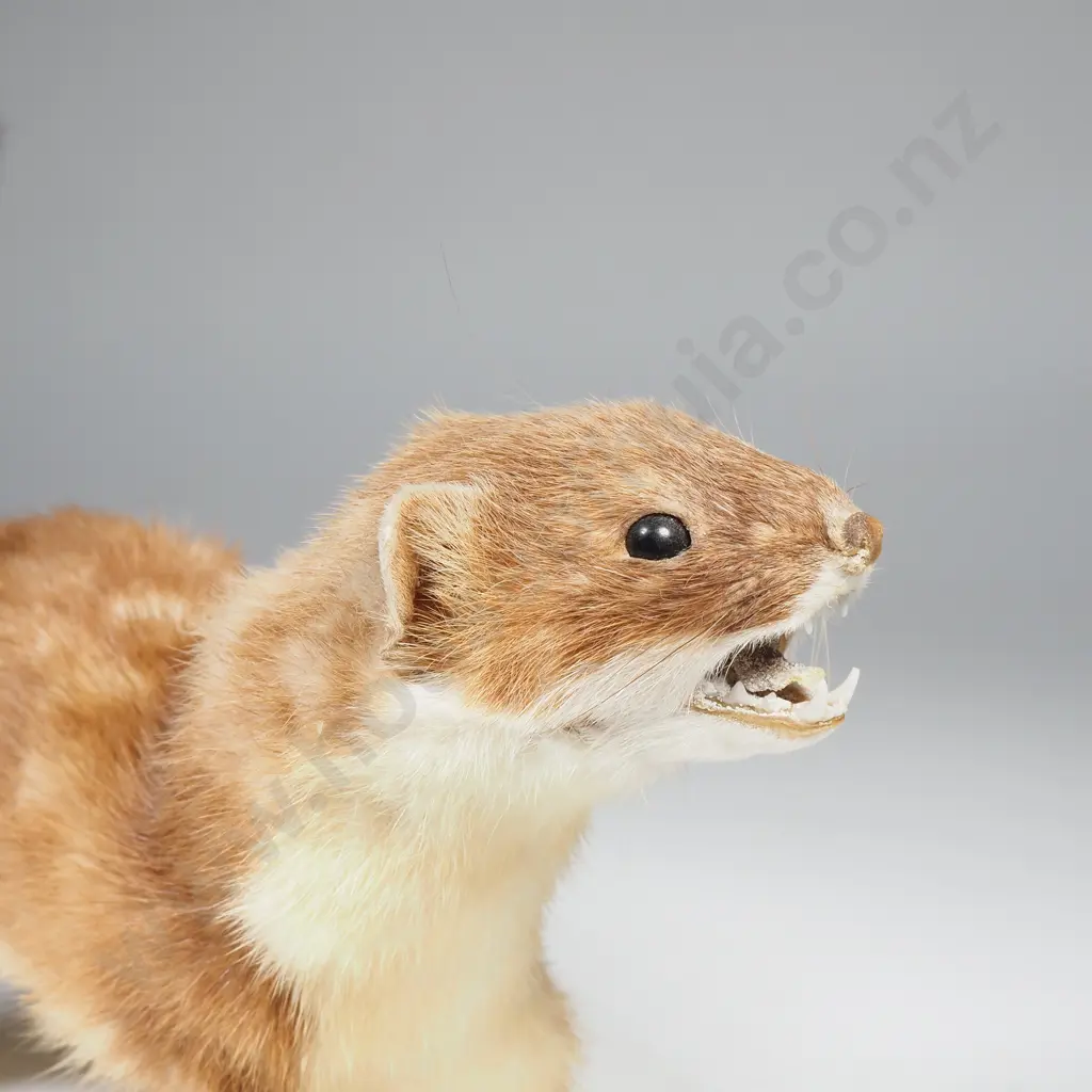 Small Taxidermy Weasel on All Fours Image 1++