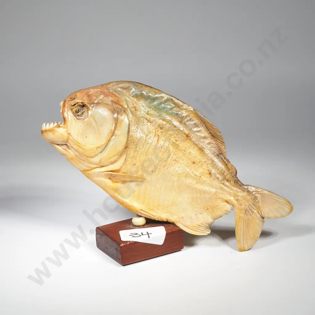 Antique Taxidermy Red Bellied Piranha on Wooden Mount Image 1++