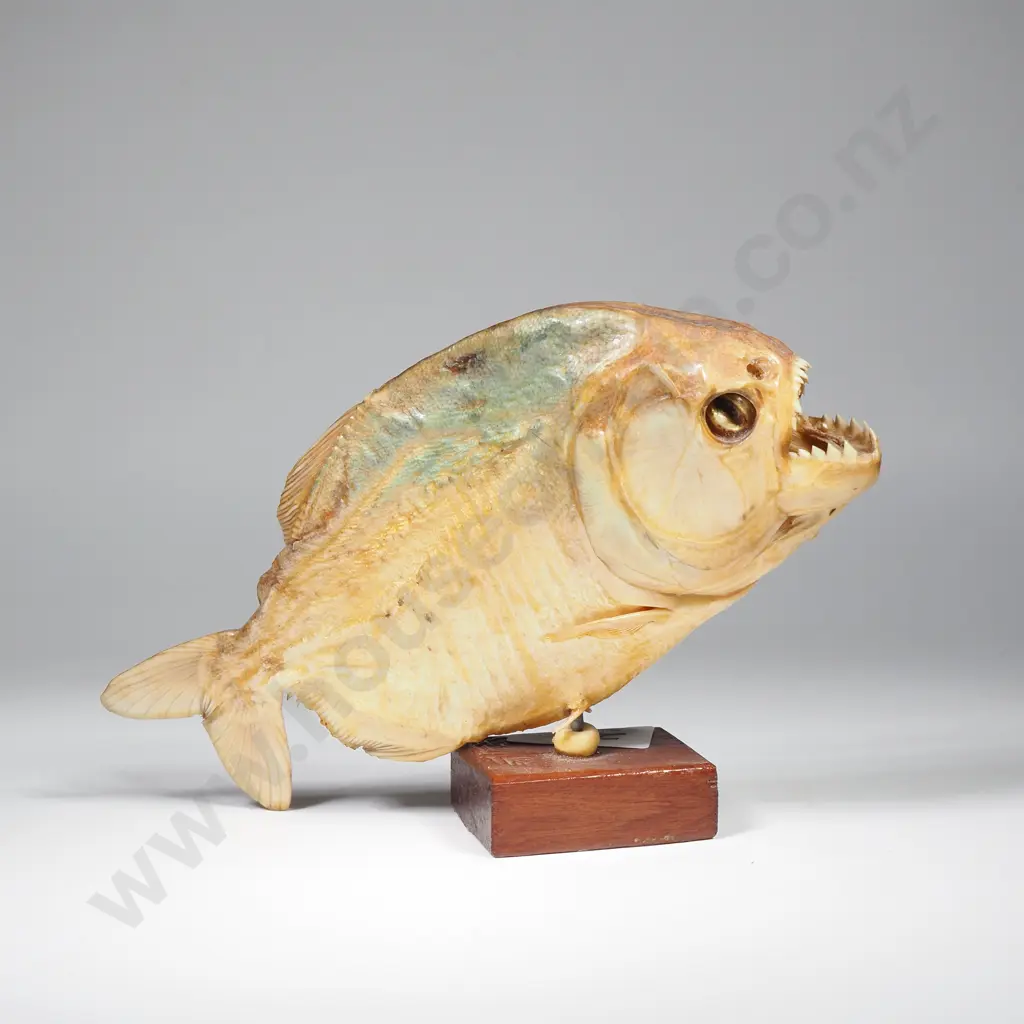 Antique Taxidermy Red Bellied Piranha on Wooden Mount Image 1++