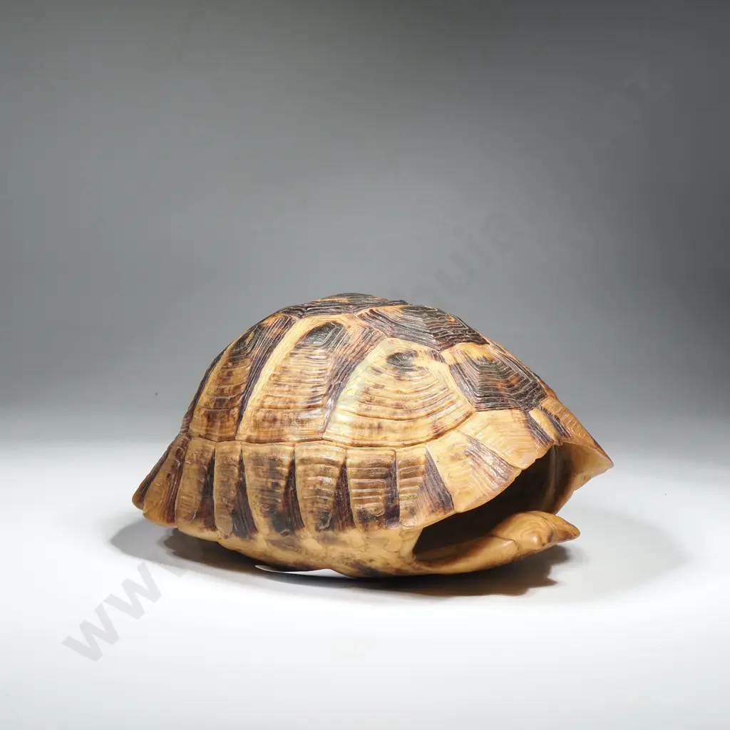 Hermann's Tortoise Shell Image 1++