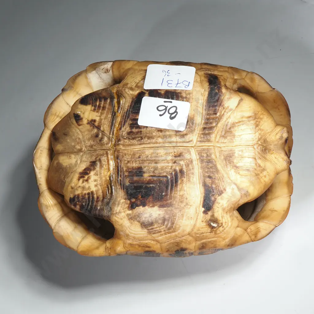 Hermann's Tortoise Shell Image 1++