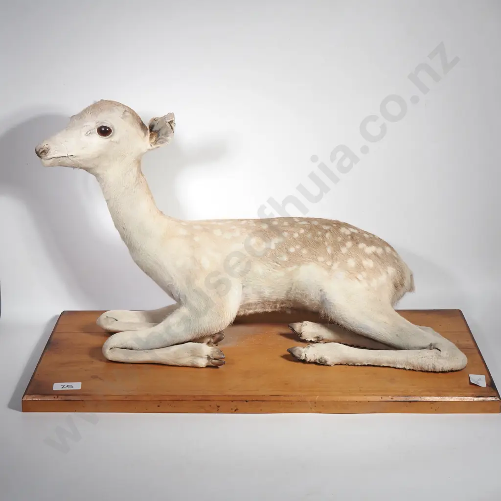 Vintage Taxidermy Mount of a Baby Spotted Fallow Fawn in a Resting Position on a Wooden Plinth Image 1++