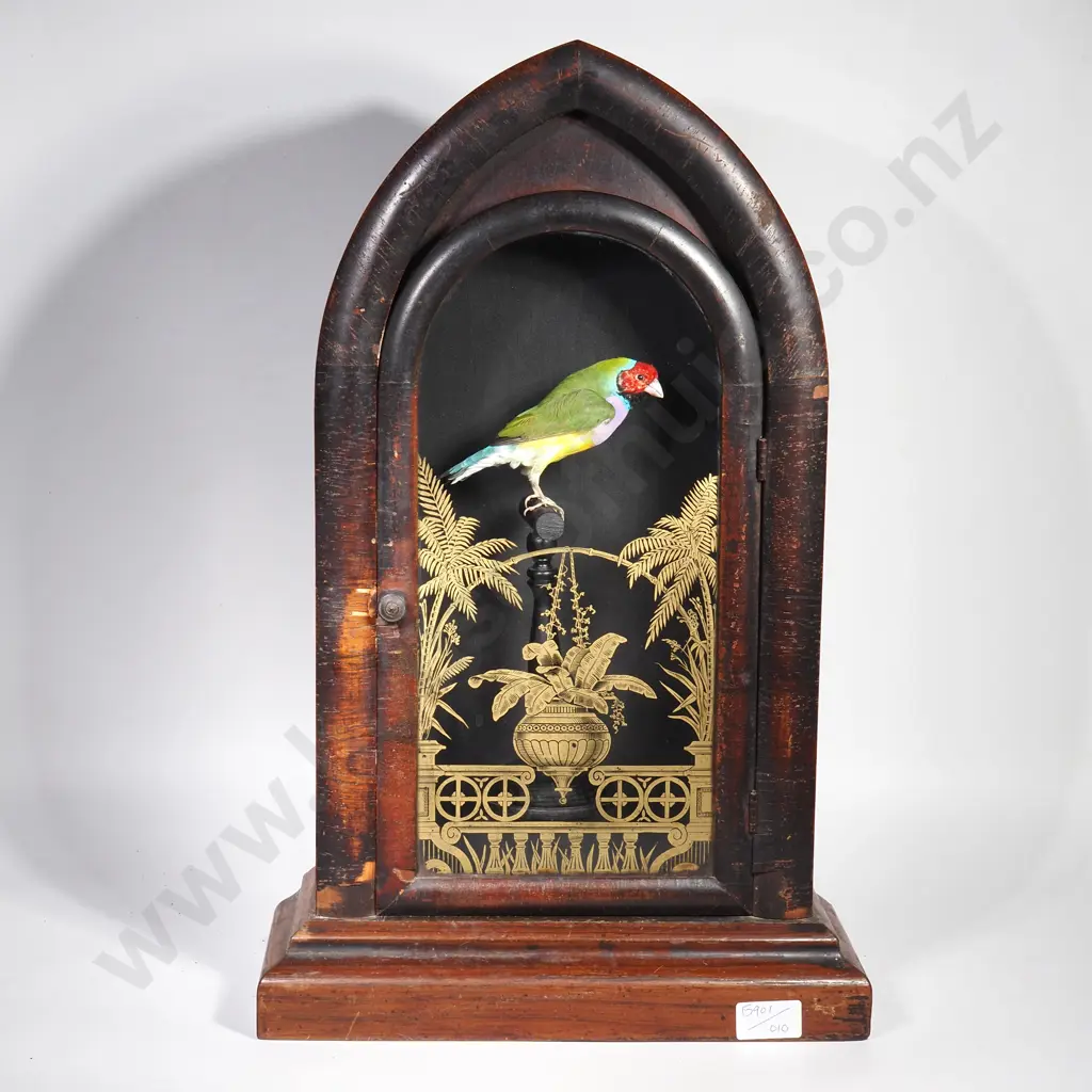 Rainbow Finch Perched on a Swing in Vintage Clock Case Image 1++