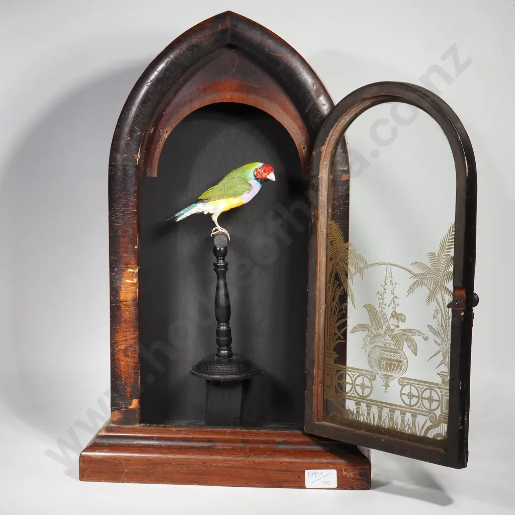 Rainbow Finch Perched on a Swing in Vintage Clock Case Image 1++