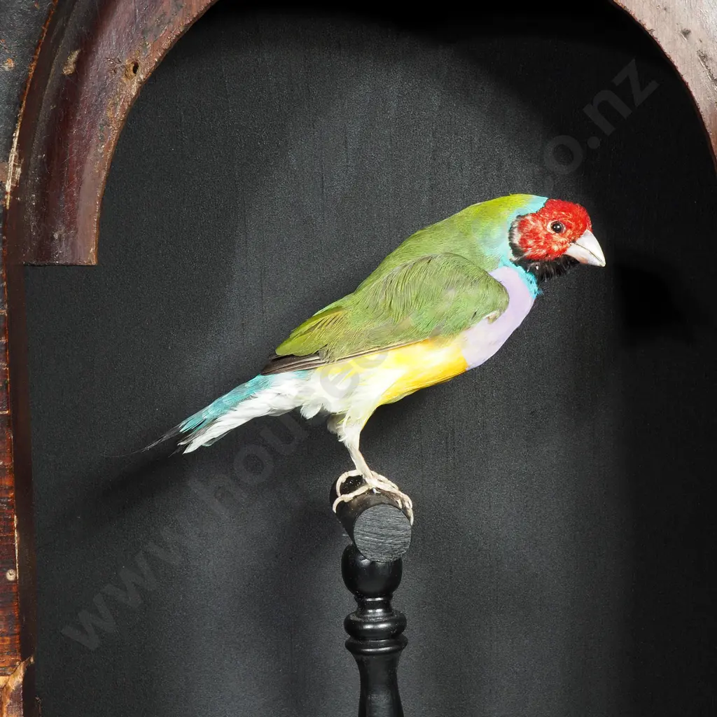 Rainbow Finch Perched on a Swing in Vintage Clock Case Image 1++
