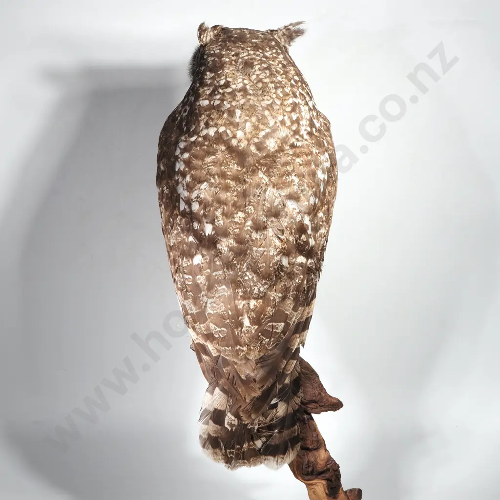 Full Mount of a Perched Spotted Eagle Owl Image 1++