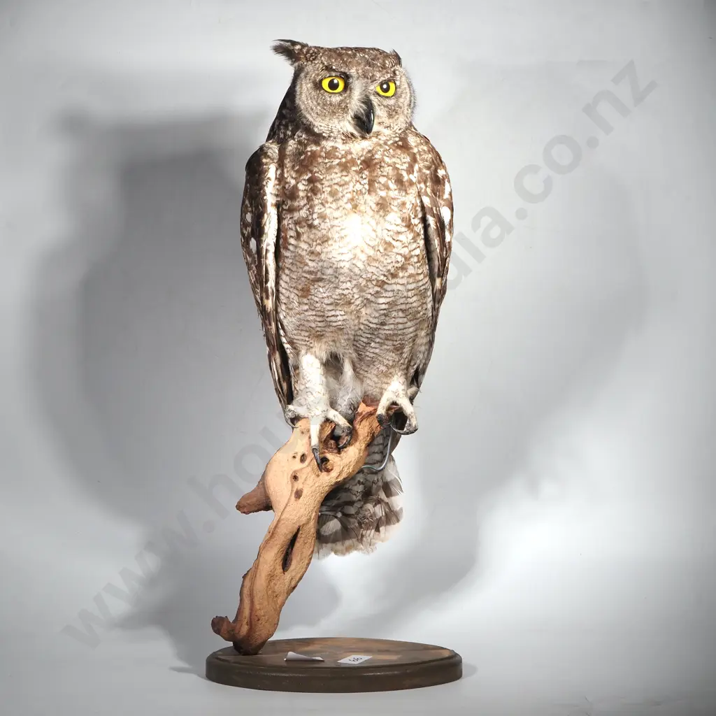 Full Mount of a Perched Spotted Eagle Owl Image 1++