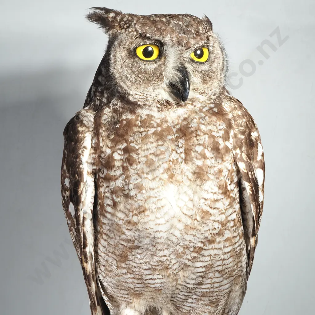 Full Mount of a Perched Spotted Eagle Owl Image 1++