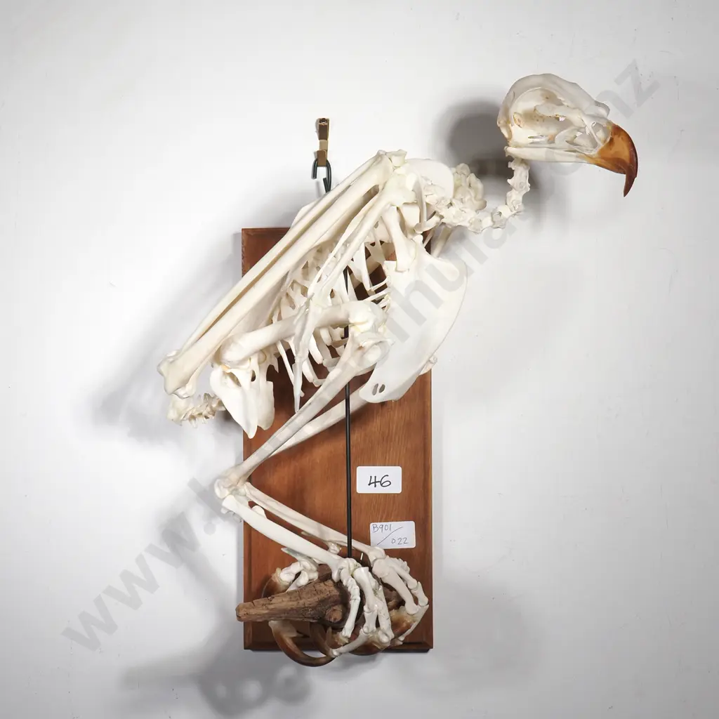 Wall Mounted Perching Martial Eagle Skeleton Image 1++
