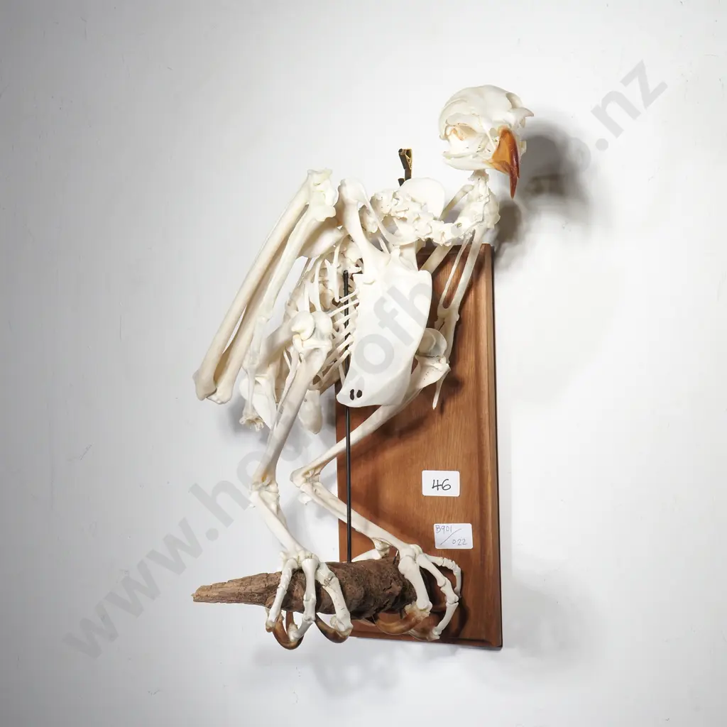 Wall Mounted Perching Martial Eagle Skeleton Image 1++