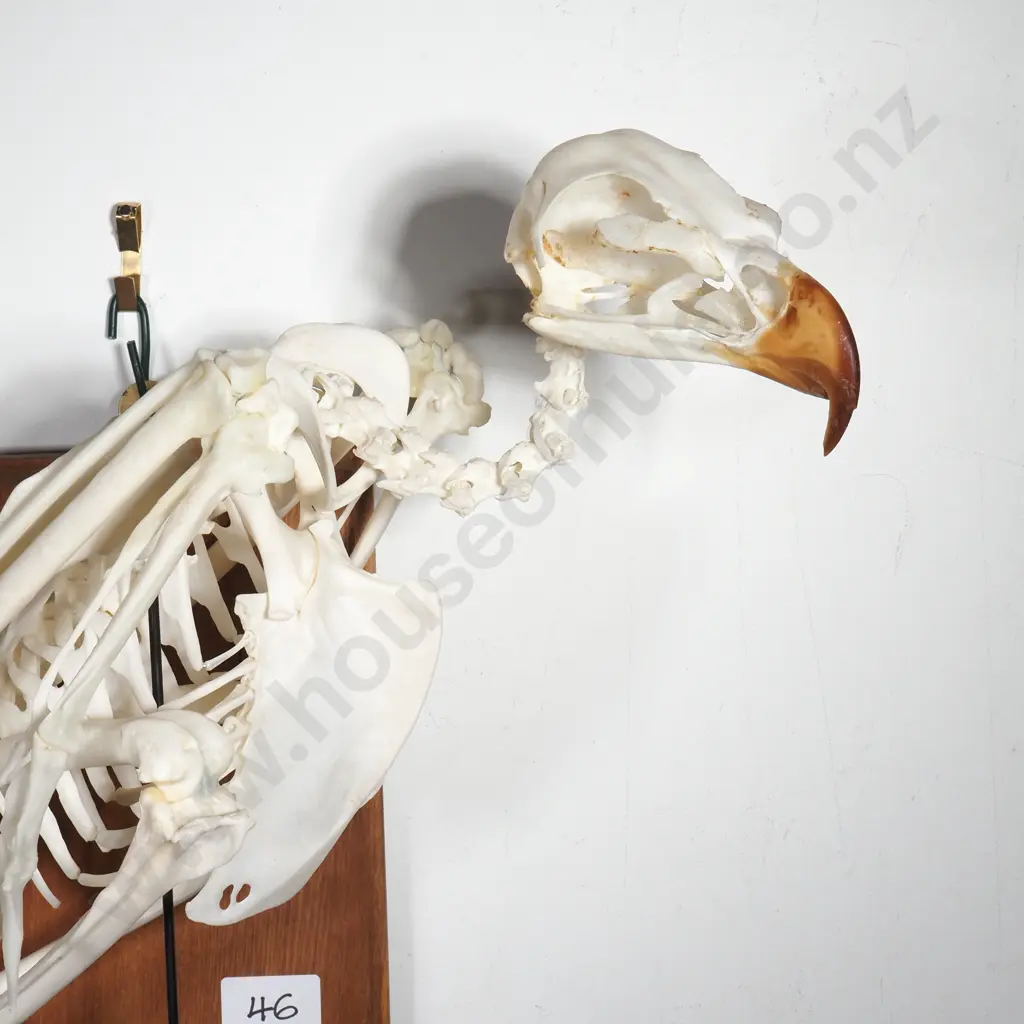 Wall Mounted Perching Martial Eagle Skeleton Image 1++