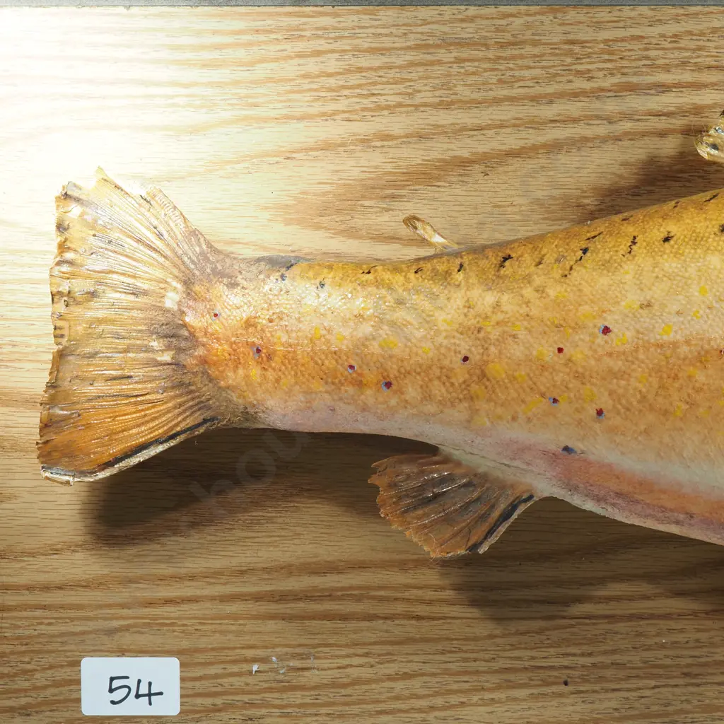 Mounted Taxidermy Brown Trout - Caught Lake Emily 1983 Image 1++