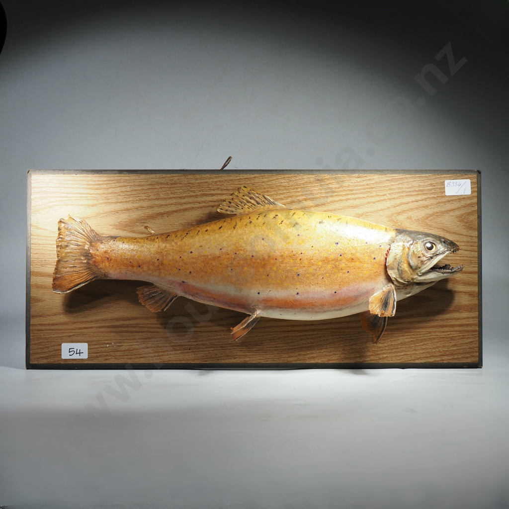 Mounted Taxidermy Brown Trout - Caught Lake Emily 1983 Image 1++