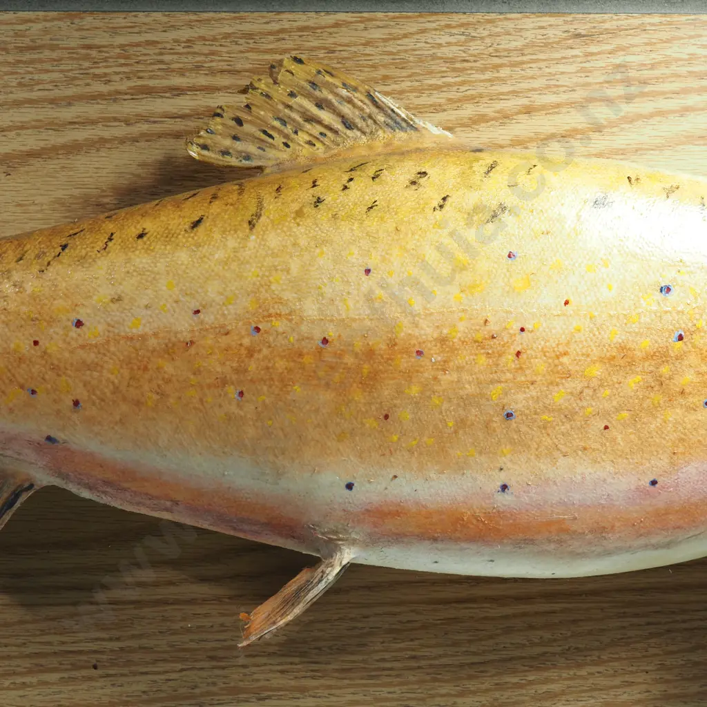 Mounted Taxidermy Brown Trout - Caught Lake Emily 1983 Image 1++