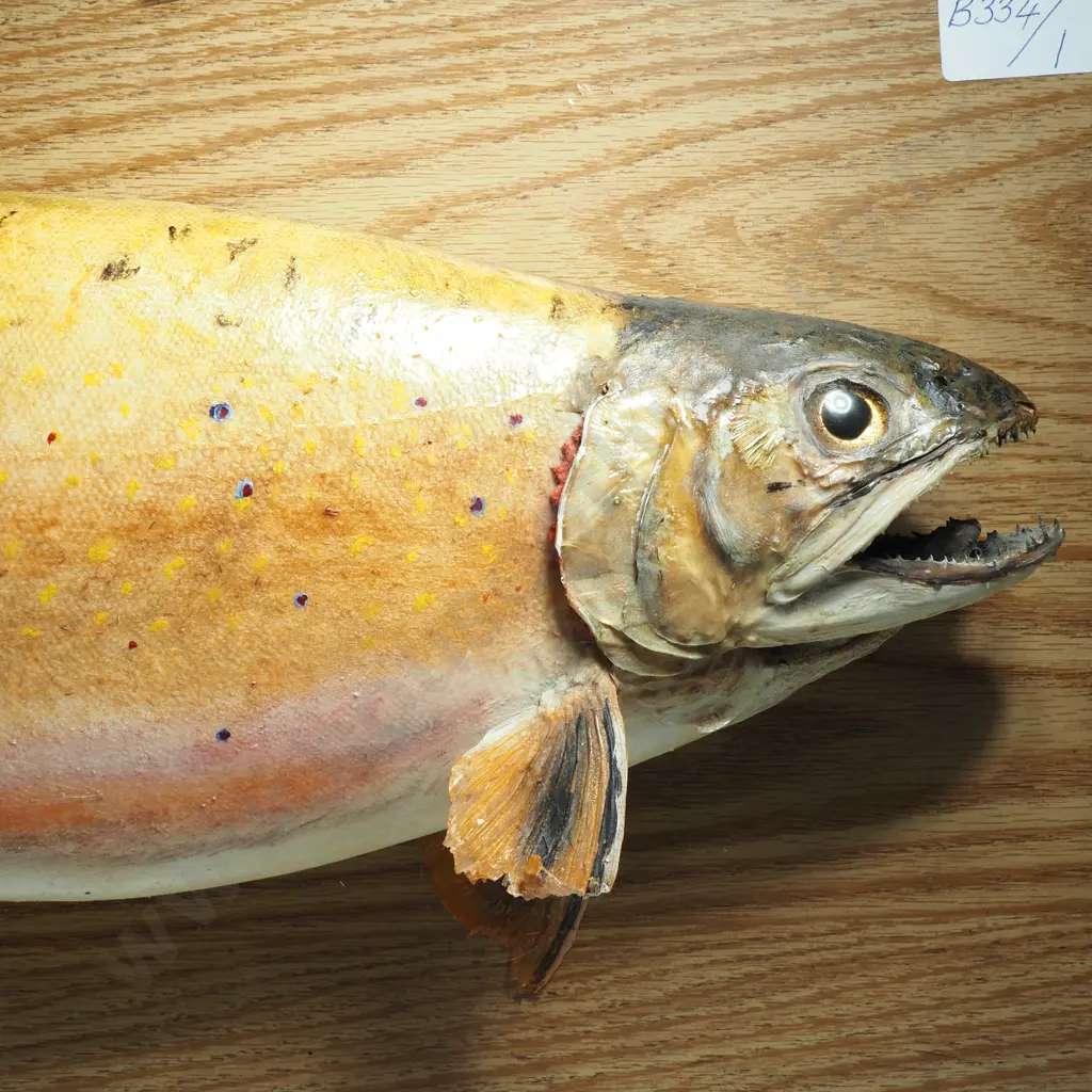 Mounted Taxidermy Brown Trout - Caught Lake Emily 1983 Image 1++