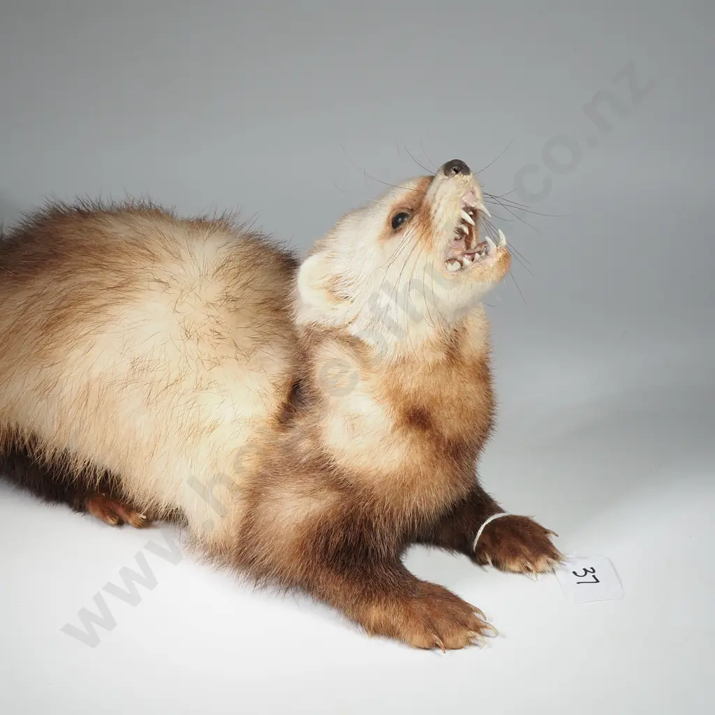 Taxidermy Ferret Image 1++