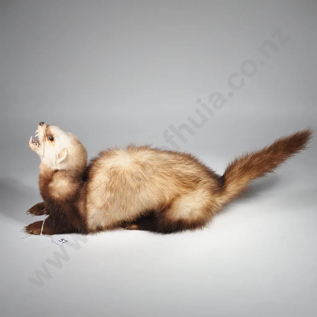 Taxidermy Ferret Image 1++