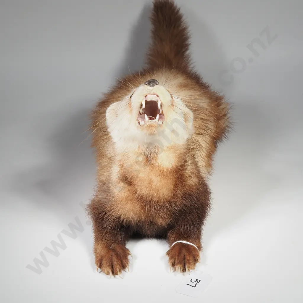Taxidermy Ferret Image 1++