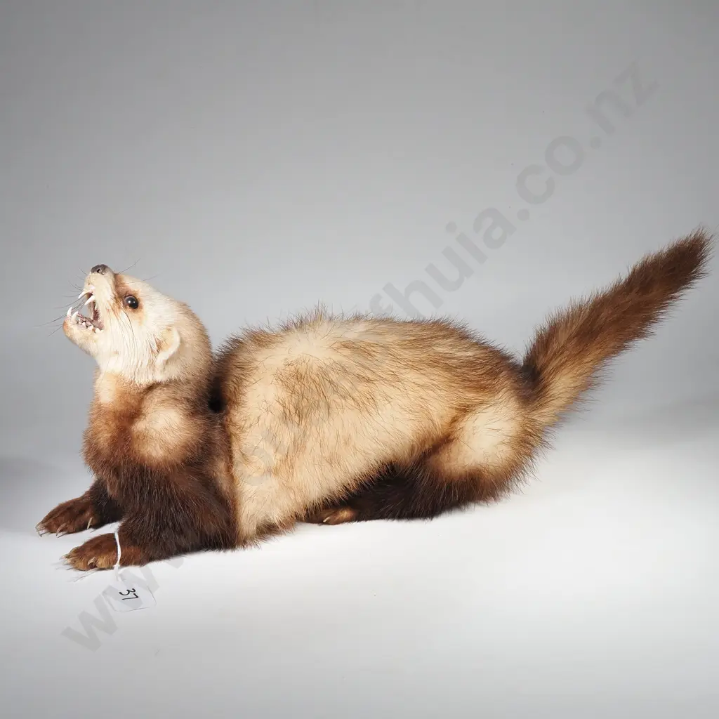 Taxidermy Ferret Image 1++