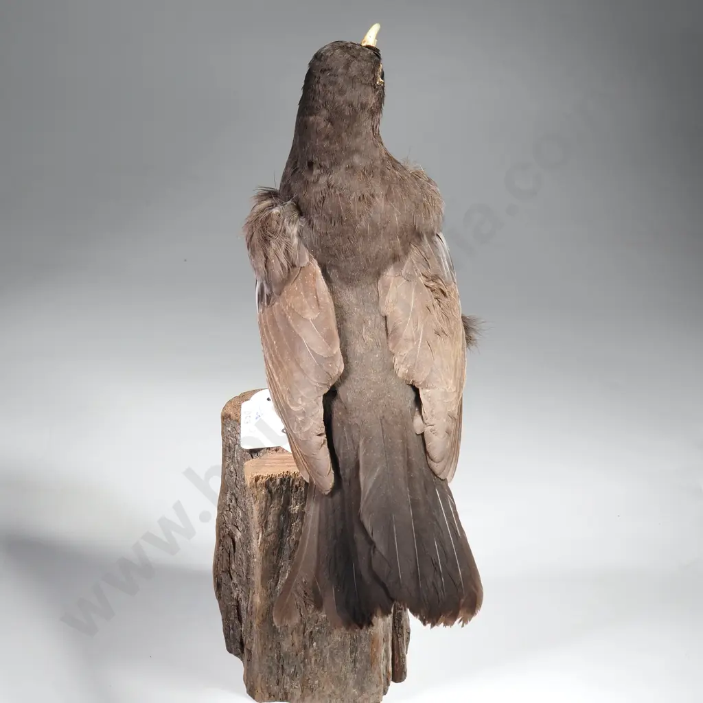 Common Black Bird Image 1++