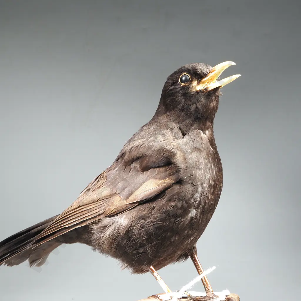 Common Black Bird Image 1++