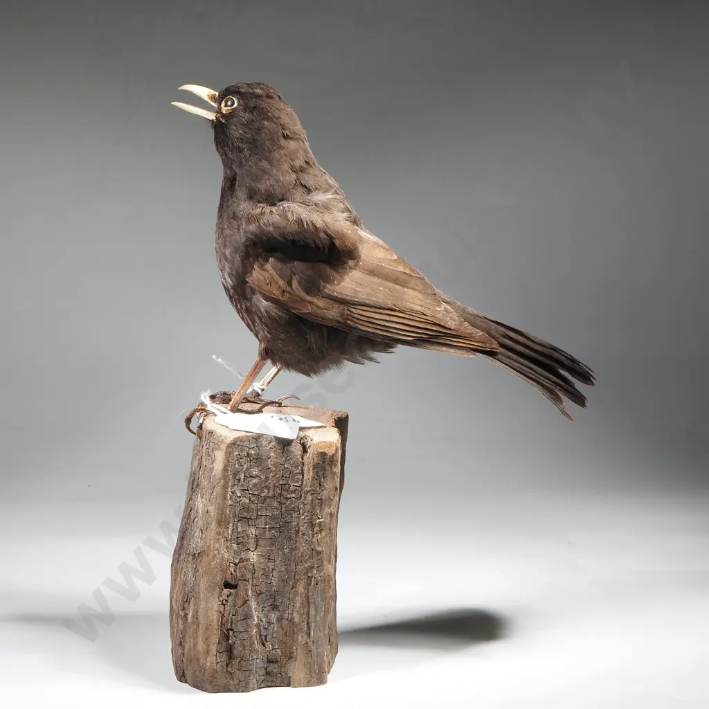 Common Black Bird Image 1++