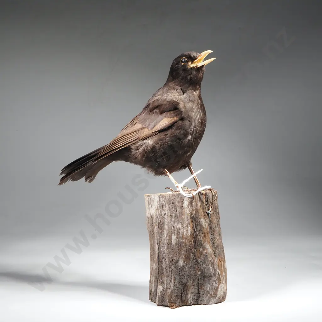 Common Black Bird Image 1++