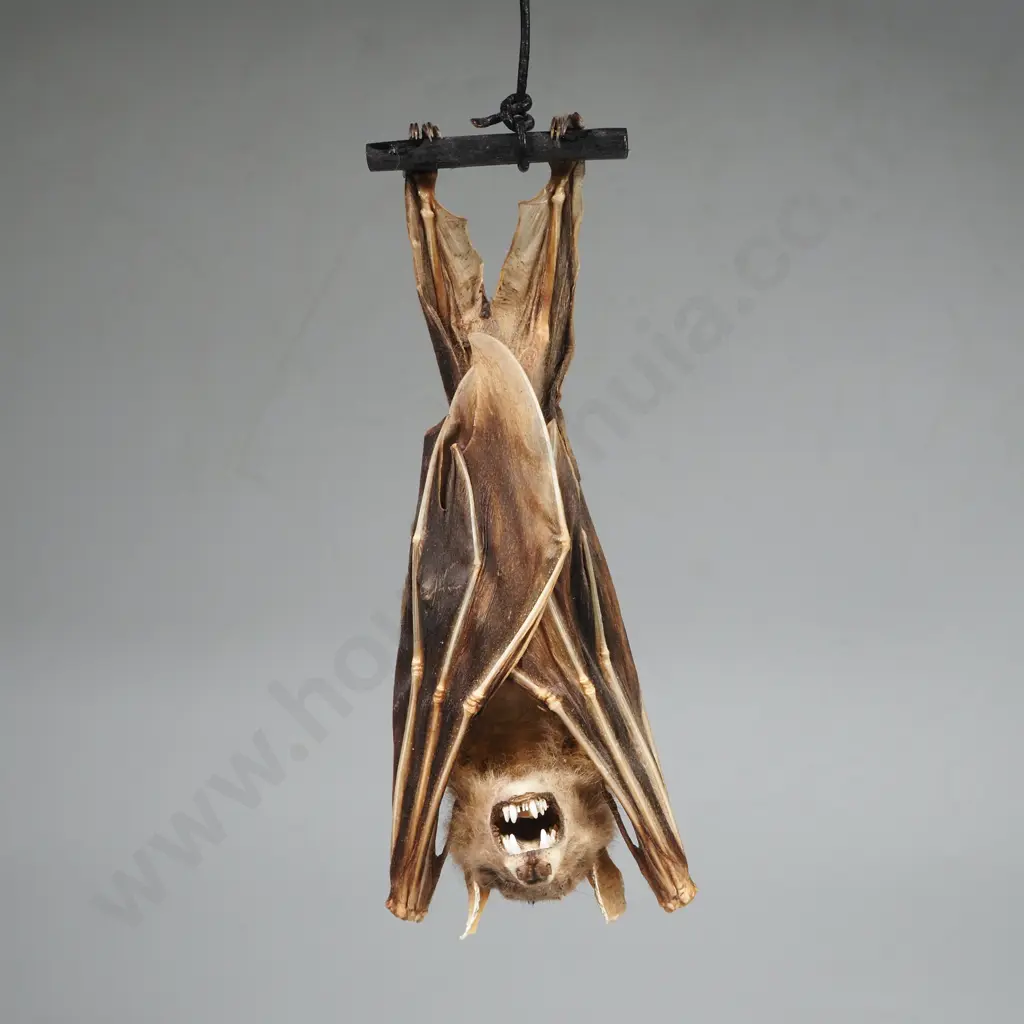 Small Fruit Bat Image 1++