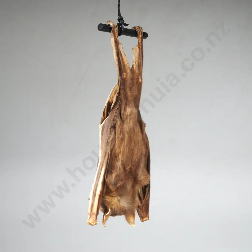 Small Fruit Bat Image 1++