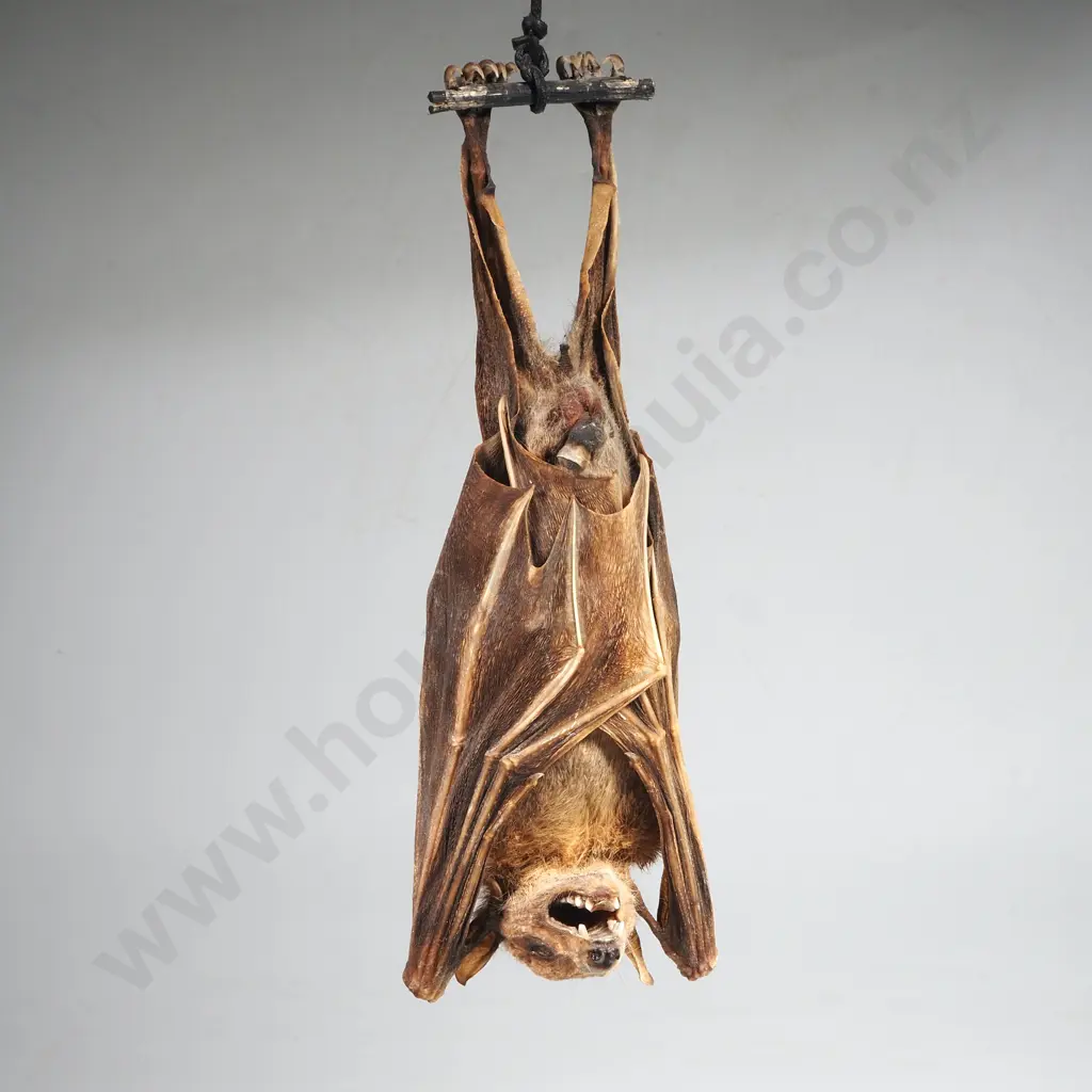 Short Nosed Fruit Bat Image 1++