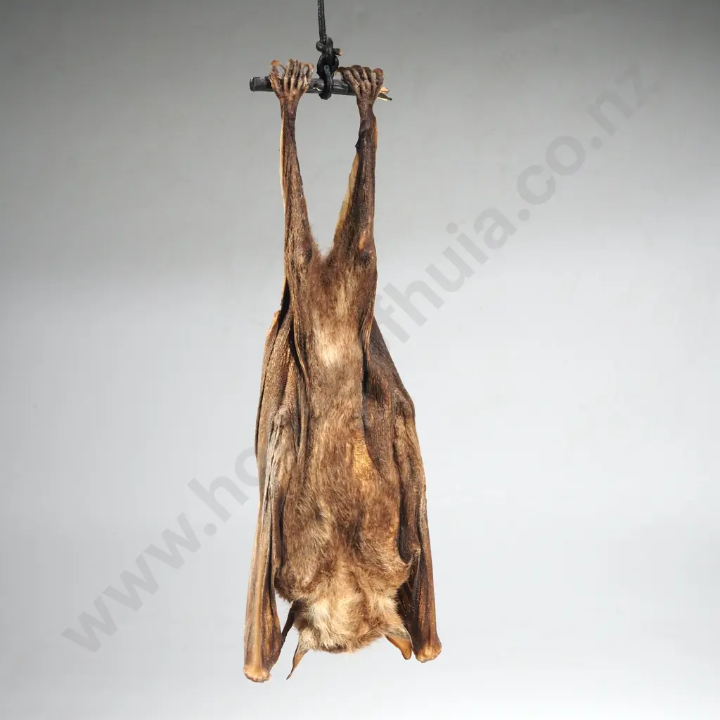 Short Nosed Fruit Bat Image 1++
