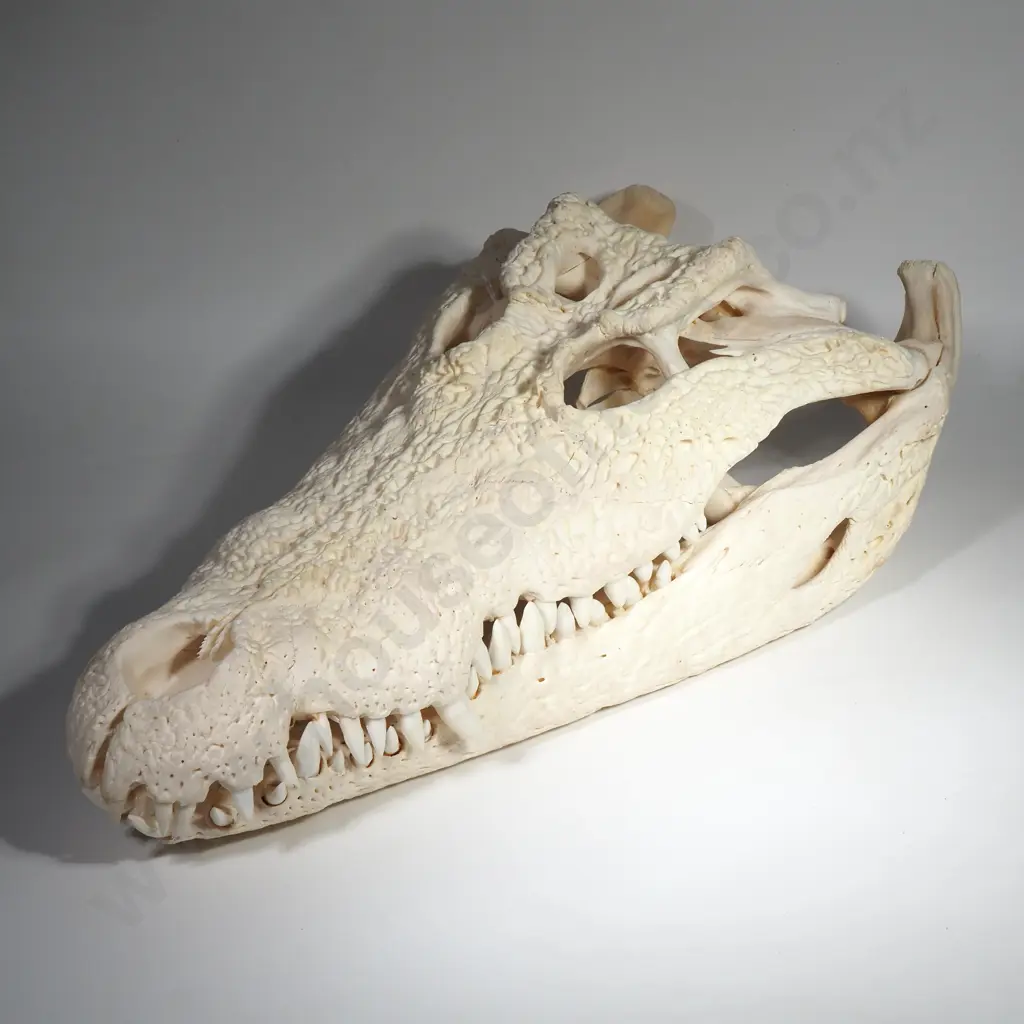 Crocodile Skull Image 1++