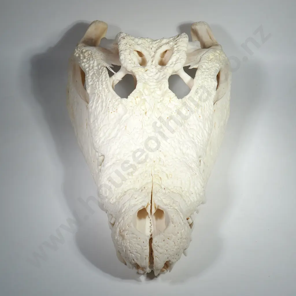 Crocodile Skull Image 1++