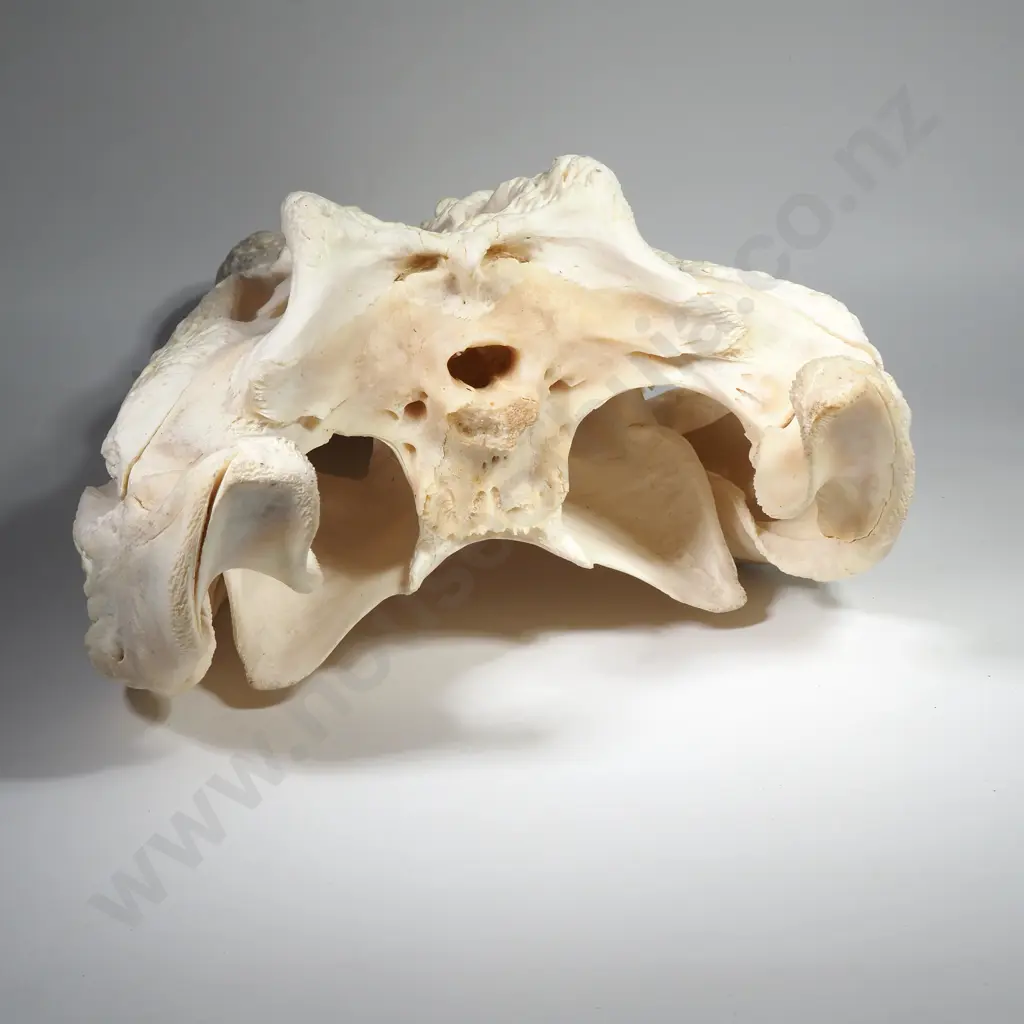 Crocodile Skull Image 1++