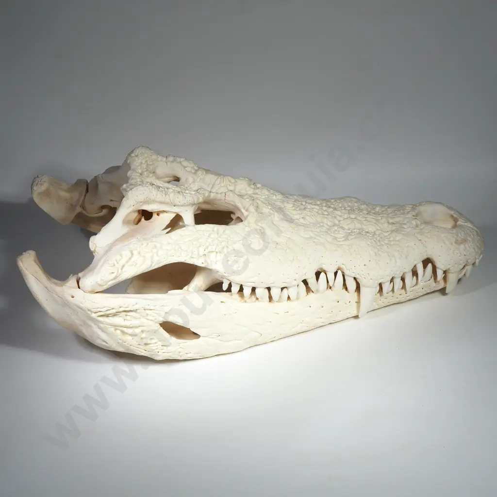 Crocodile Skull Image 1++