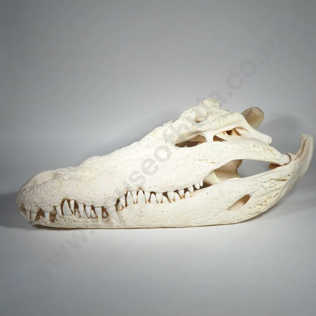 Crocodile Skull Image 1++