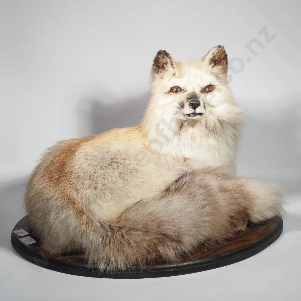 Curled Swift Fox Image 1++