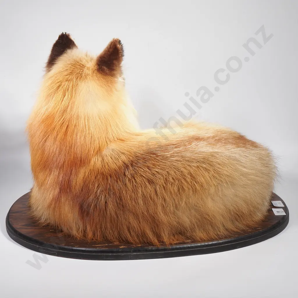 Curled Swift Fox Image 1++