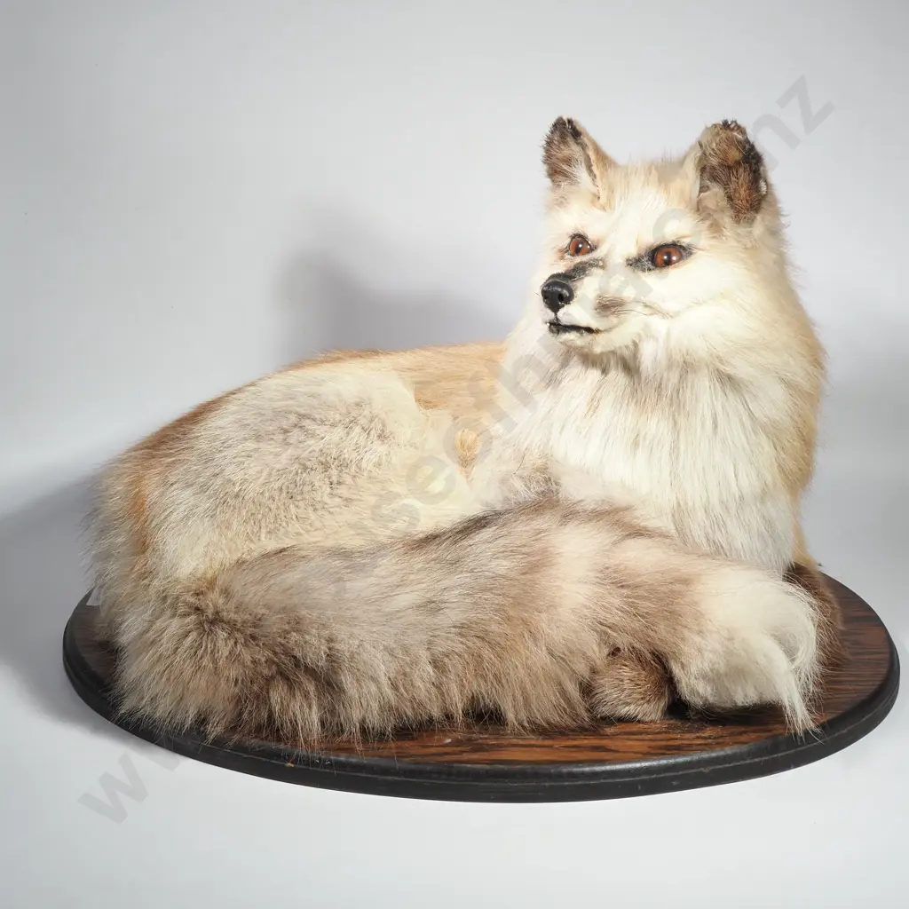 Curled Swift Fox Image 1++