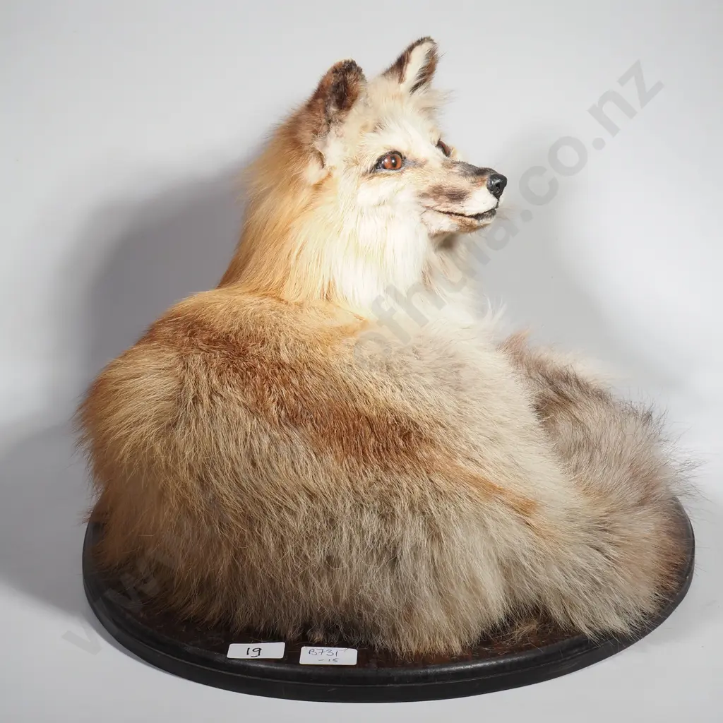 Curled Swift Fox Image 1++