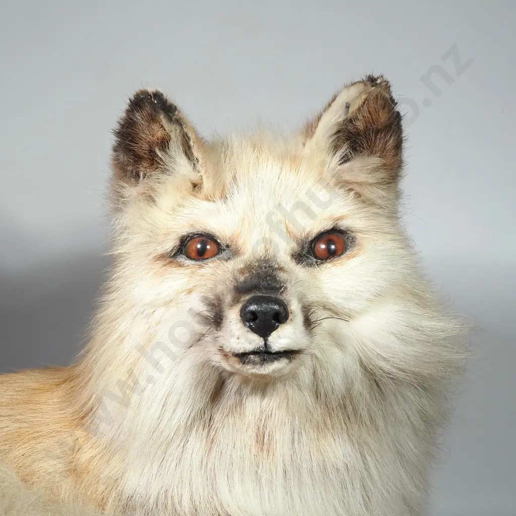 Curled Swift Fox Image 1++