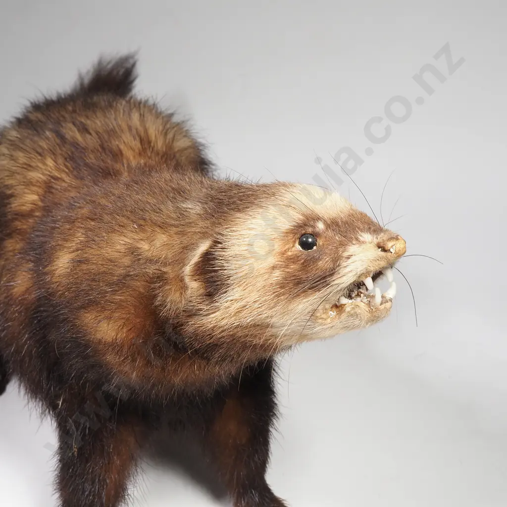 Taxidermy Ferret Image 1++