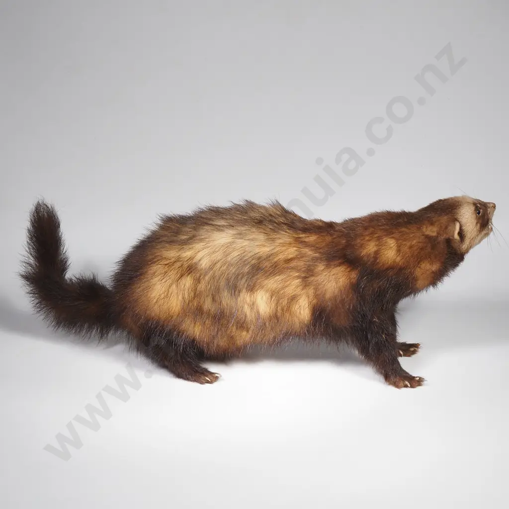 Taxidermy Ferret Image 1++