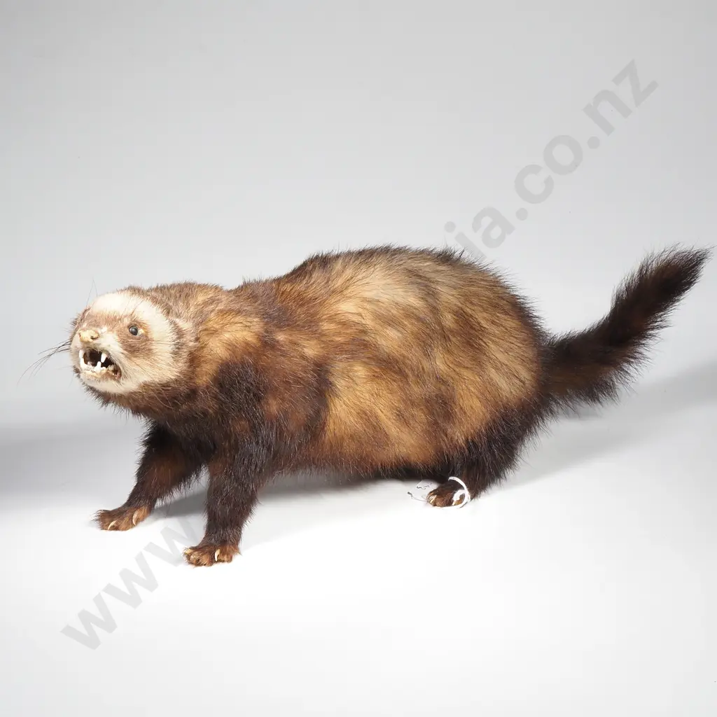 Taxidermy Ferret Image 1++