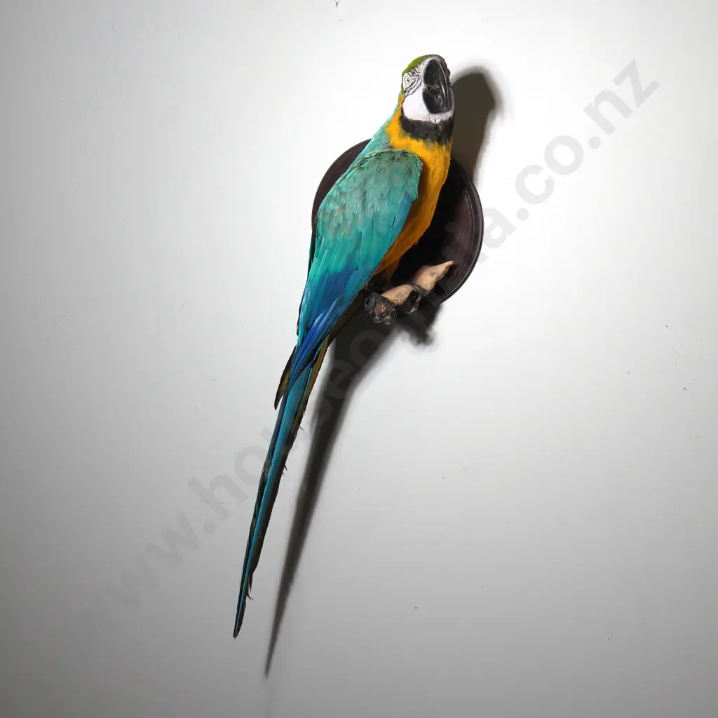 Wall Mounted Perching Blue and Gold Macaw Image 1++