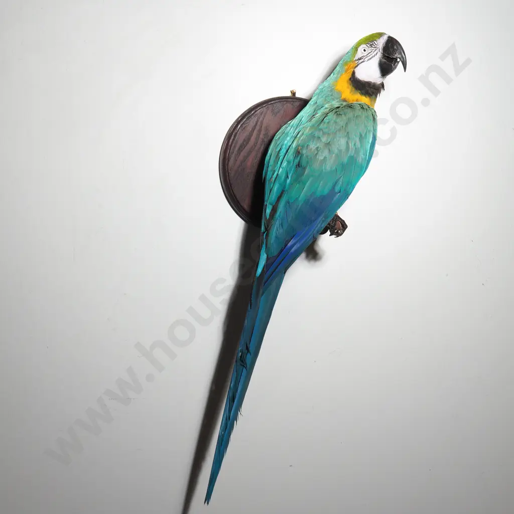 Wall Mounted Perching Blue and Gold Macaw Image 1++