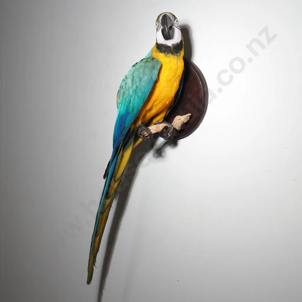 Wall Mounted Perching Blue and Gold Macaw Image 1++