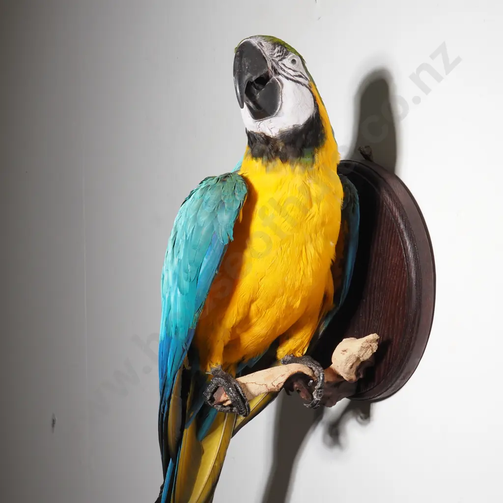 Wall Mounted Perching Blue and Gold Macaw Image 1++