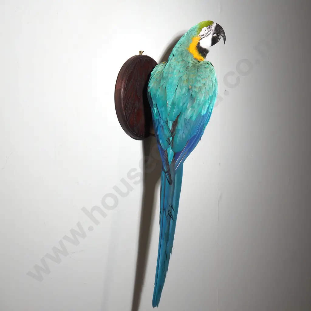 Wall Mounted Perching Blue and Gold Macaw Image 1++
